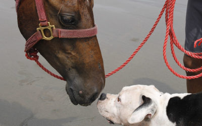Introducing puppies to horses
