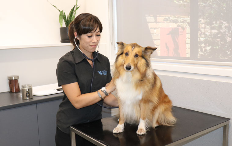 South Cranbourne Vet Surgery - Pet Health Care Services