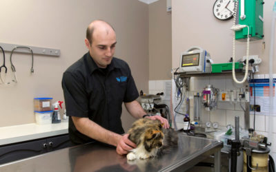 Ever wondered what happens when your pet spends a day with us to have surgery?