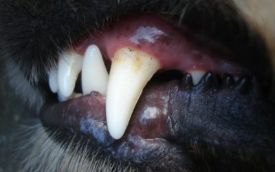 What to expect when your pet has a ‘Dental’