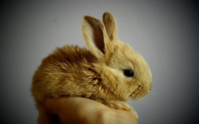 Protect your pet rabbits against the new Calicivirus strain