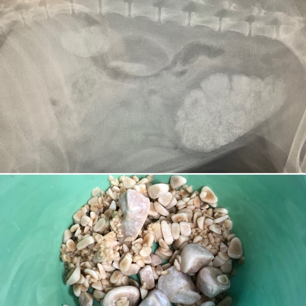 Case Study – Uroliths | South Cranbourne Veterinary Surgery
