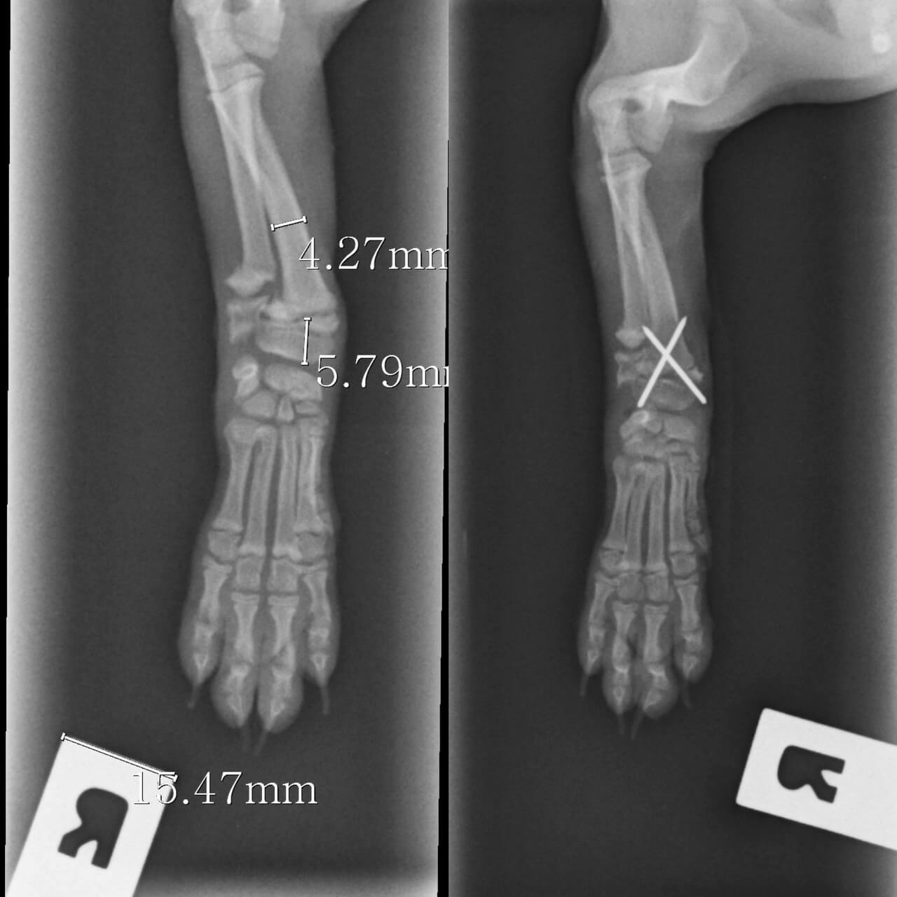 Specialist Veterinary Surgeon for a special patient South Cranbourne