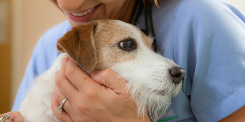 Saving your pet: A basic guide to resuscitation