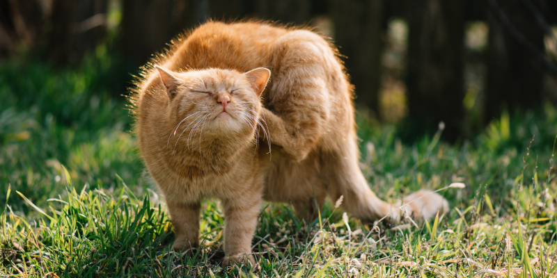 Why is my cat limping? Common outdoor injuries explained