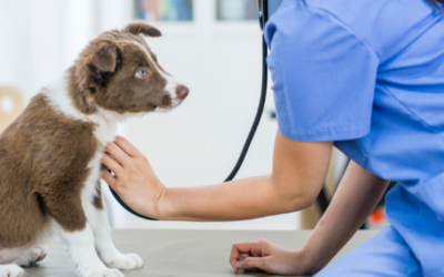 The heart of pet cardiac issues