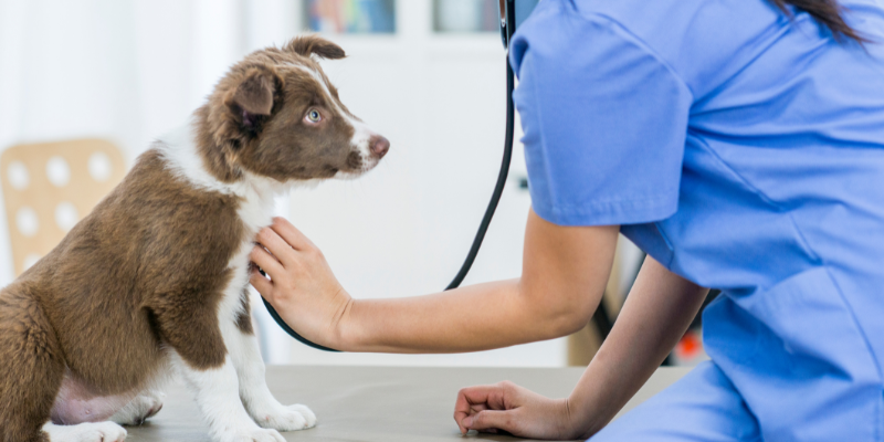 The heart of pet cardiac issues