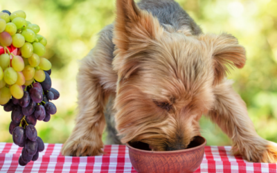 Grape and sultana toxicity in dogs